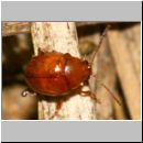 Asiorestia cf transversa - Flohkaefer 02a 3mm.jpg